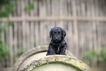 Cockapoo puppy te koop