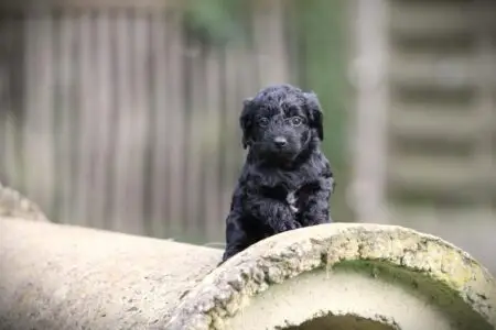 Cockapoo puppy te koop