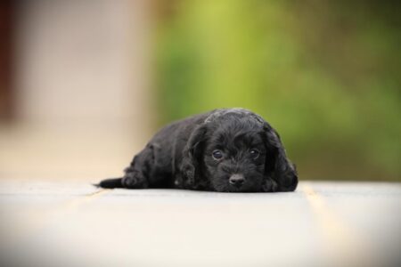 Labradoodle puppy te koop