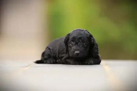 Labradoodle puppy te koop