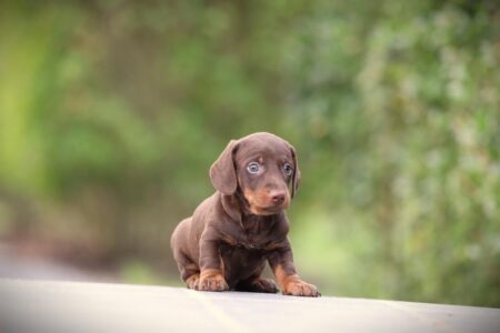 Dwergteckel puppy te koop