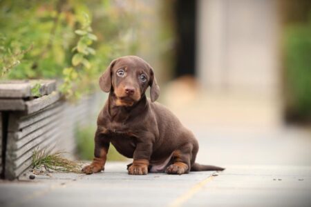 Dwergteckel puppy te koop