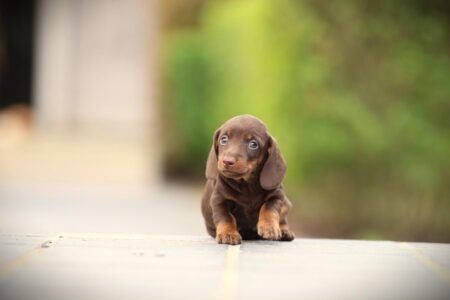 Dwergteckel puppy te koop