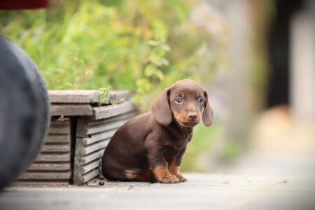 Dwergteckel puppy te koop