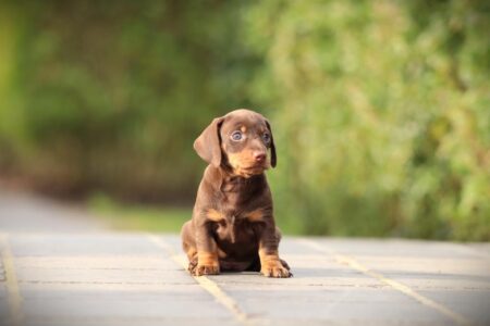 Dwergteckel puppy te koop