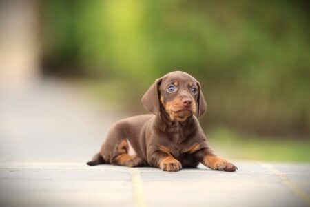 Dwergteckel puppy te koop