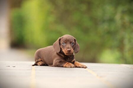 Dwergteckel puppy te koop