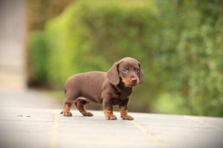 Dwergteckel puppy te koop