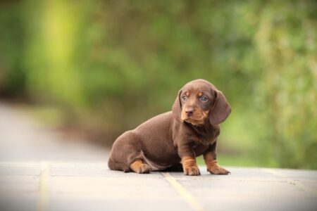 Dwergteckel puppy te koop