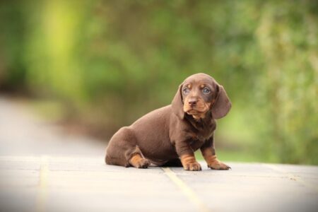 Dwergteckel puppy te koop