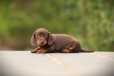 Dwergteckel puppy te koop