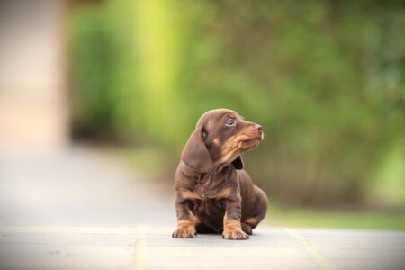Dwergteckel puppy te koop