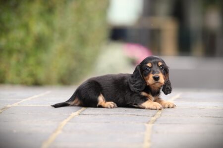 Zwergteckel puppy te koop