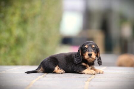 Zwergteckel puppy te koop