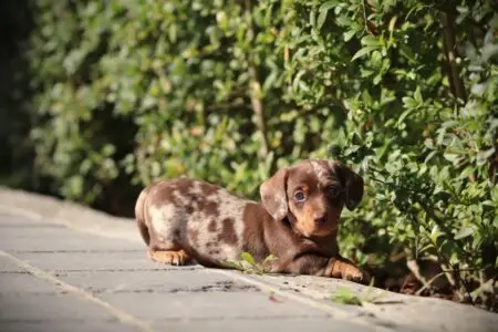 Dwergteckel puppy te koop