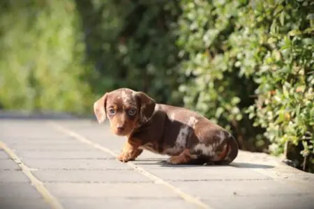 Dwergteckel puppy te koop