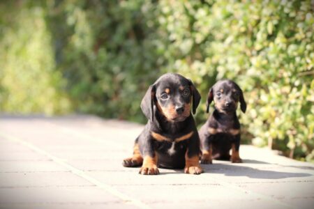 Dwergteckel puppy te koop