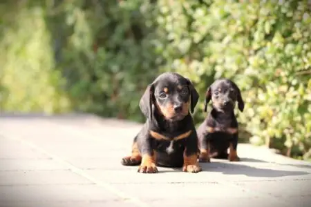 Dwergteckel puppy te koop