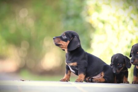 Dwergteckel puppy te koop