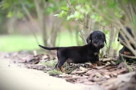 Dwergteckel puppy te koop