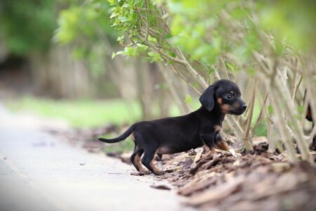 Dwergteckel puppy te koop