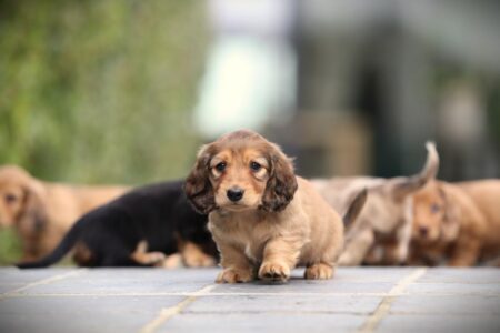 Zwergteckel puppy te koop