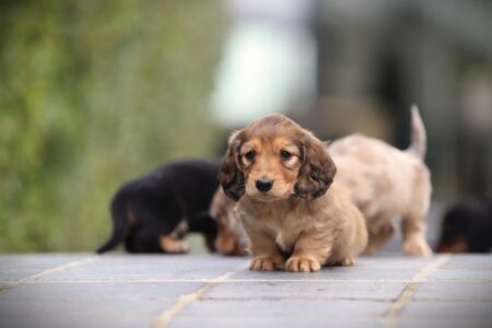 Zwergteckel puppy te koop