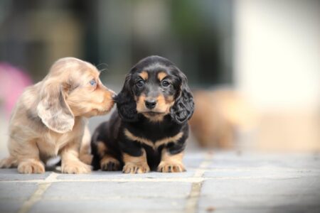 Zwergteckel puppy te koop