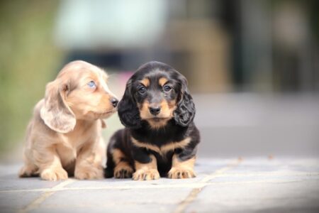 Zwergteckel puppy te koop