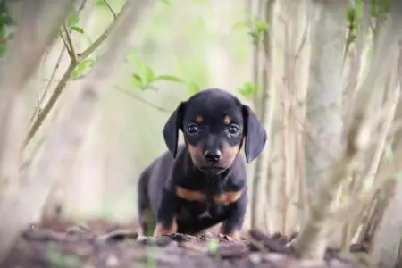 Dwergteckel puppy te koop