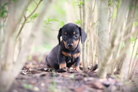 Dwergteckel puppy te koop