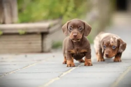 Dwergteckel puppy te koop