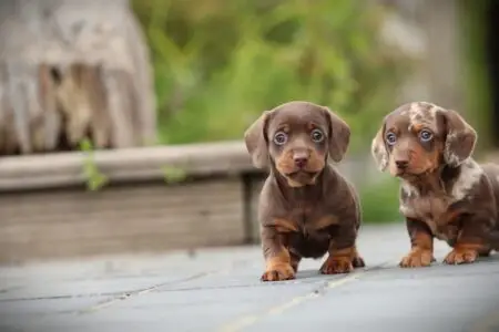 Dwergteckel puppy te koop