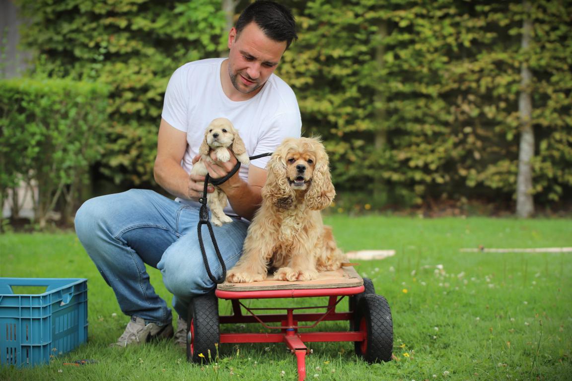 Un cocker américain adulte et un chiot avec leur propriétaire dans le jardin de woefkesranch