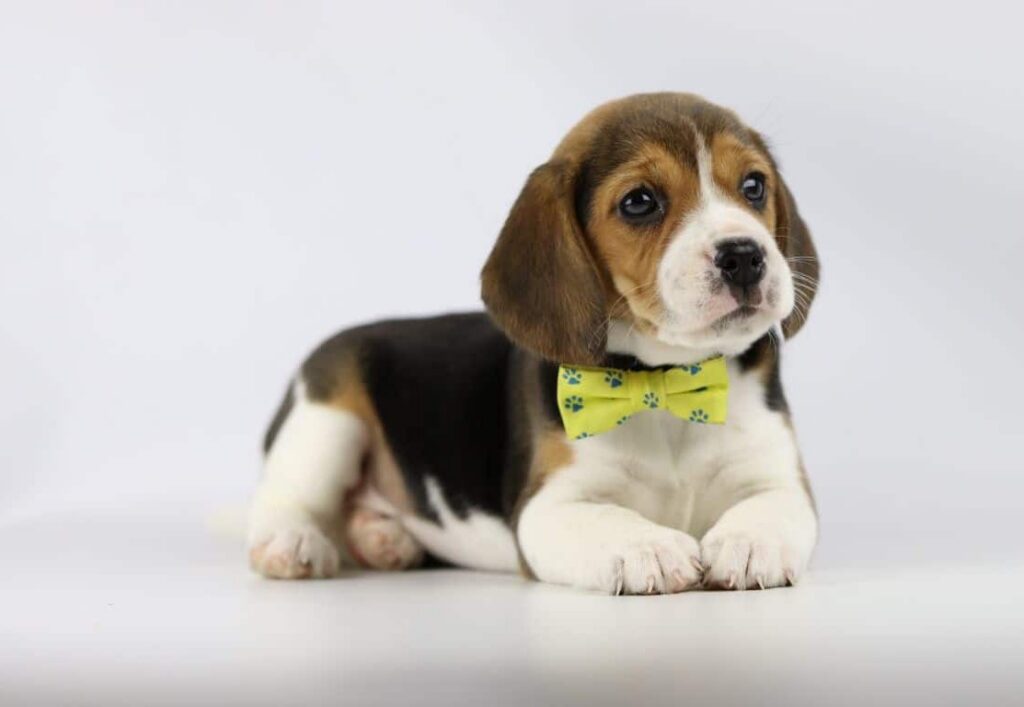 Beagle-pup van woefkesranch met gele strik