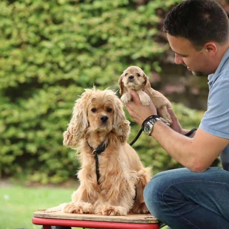 Un membre de la famille woefkesranch agenouillé dans le jardin avec un chiot dans les bras, à côté de sa mère, un cocker américain adulte