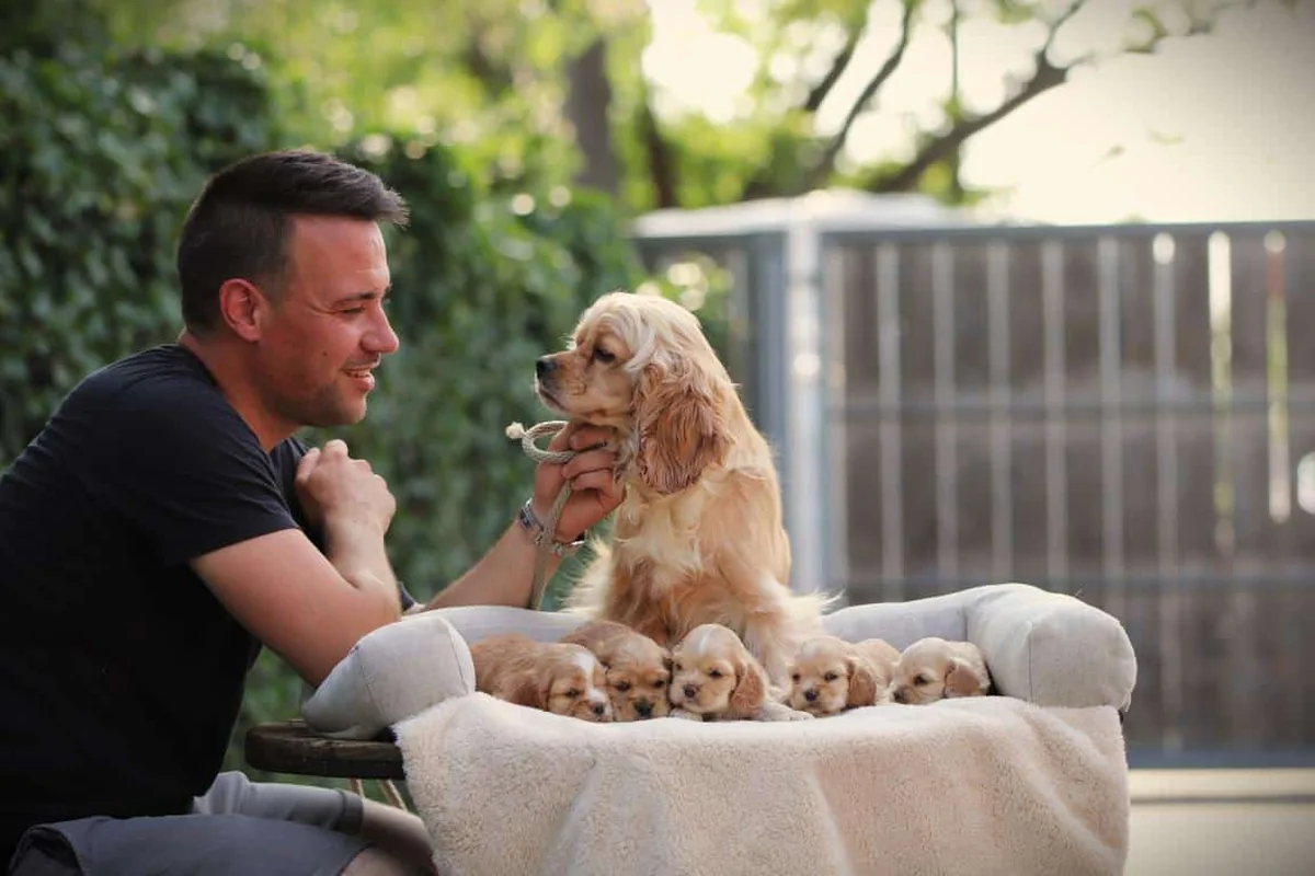 Een familie amerikaanse cocker spaniels van woefkesranch