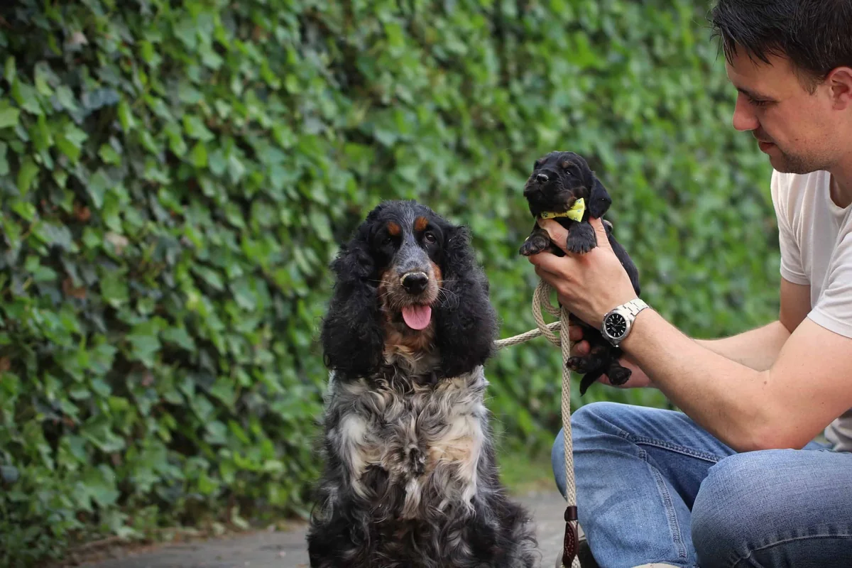 Een familie engelse cocker spaniels van woefkesranch