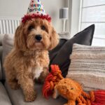 Maltipoo - milou 3