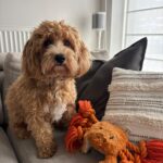 Maltipoo - milou 4