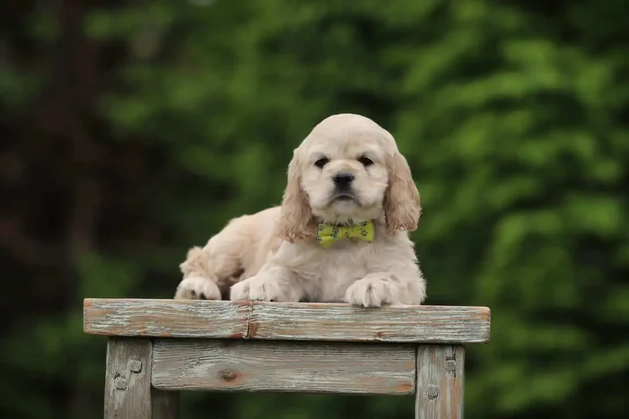 Un chiot cocker américain élevé chez woefkesranch allongé sur un banc en bois patiné dans le jardin, portant un nœud papillon vert