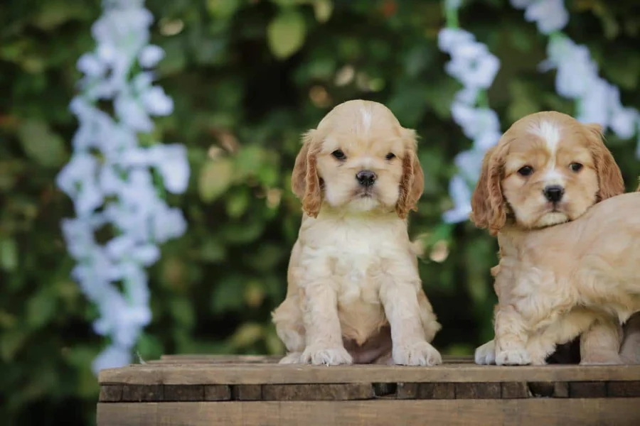 Deux chiots cocker américain élevés chez woefkesranch assis côte à côte sur une caisse