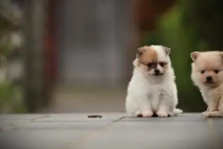 Pomeranian puppy te koop