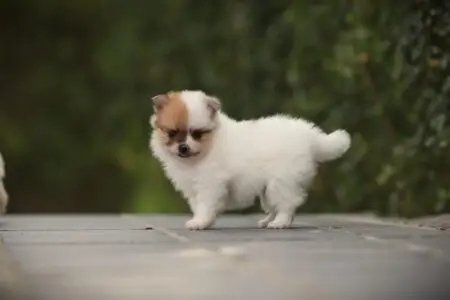 Pomeranian puppy te koop
