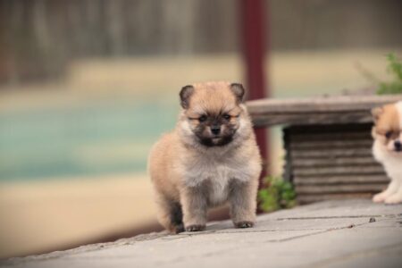 Pomeranian puppy te koop