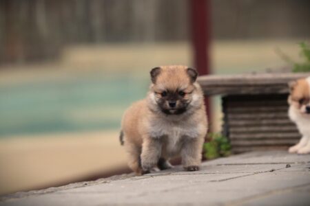 Pomeranian puppy te koop
