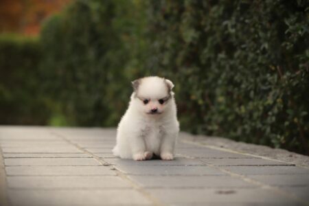 Pomeranian puppy te koop