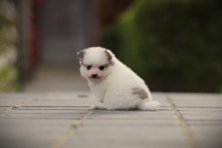 Pomeranian puppy te koop