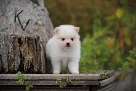Pomeranian puppy te koop