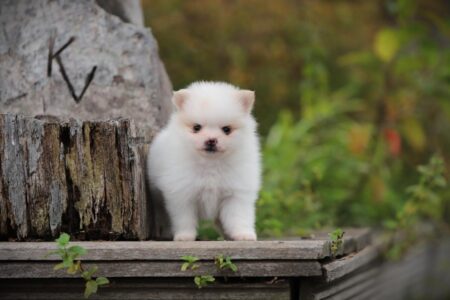 Pomeranian puppy te koop